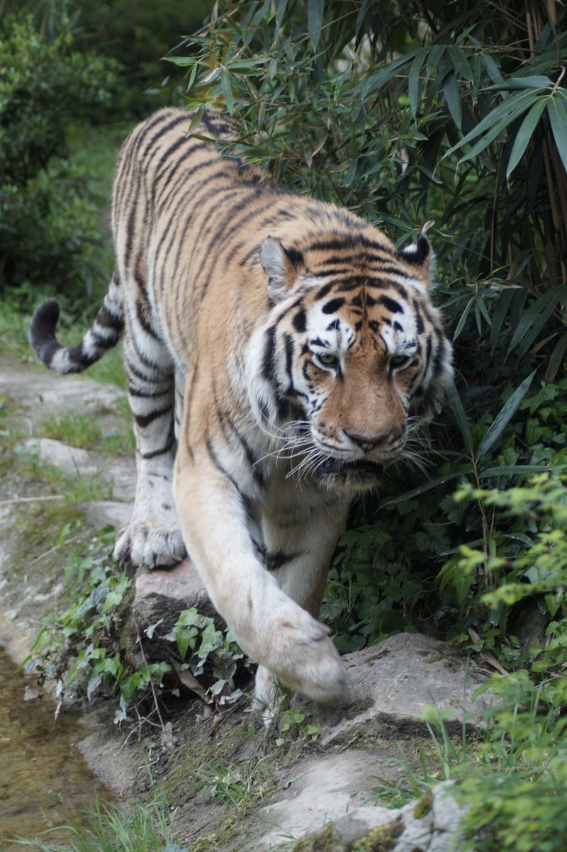 day, endangered species, carnivora, animal world, plant, big cat, undomesticated cat, feline, tiger, animal, walking, outdoors, creature, nature, tree