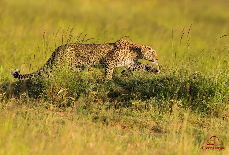 savannah, predator, hunting, Leopard, 1080P