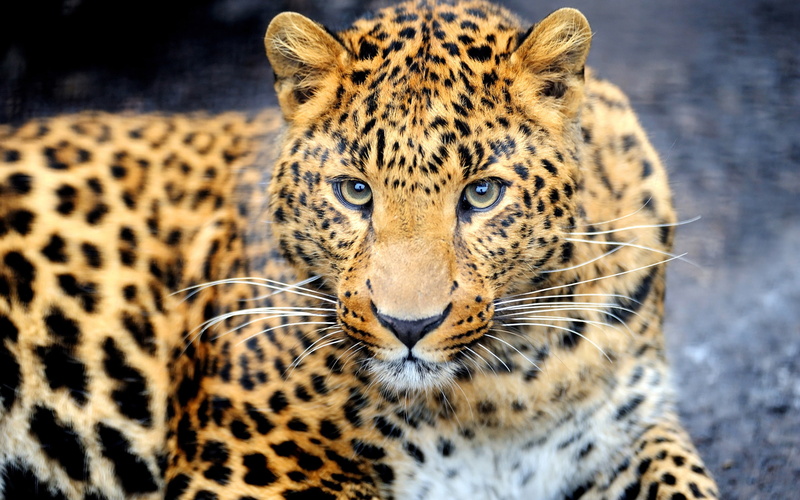 Face, Leopard, Eyes, Animal, 2K, Predator