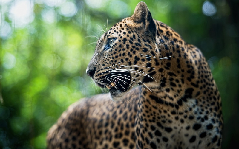 Leopard, Bokeh, Predator, Animal, 2K
