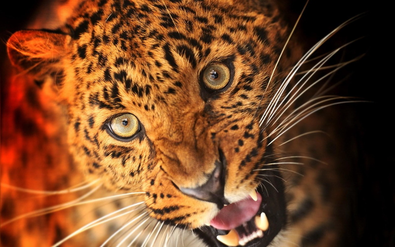 predator, 1080P, animal, leopard
