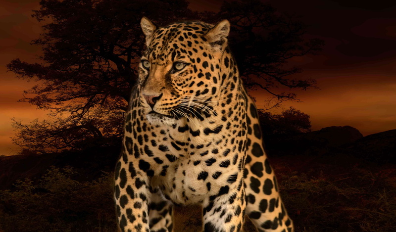 cheetah, animal themes, animal head, animals in the wild, dangerous, survival, rosettes, 4K, spotted, wild, no people, dark, vertebrate, leopard, carnivore