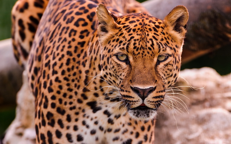 Predator, 1080P, Eyes, Face, Animals, Leopard