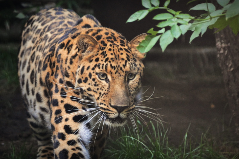 day, near, animals, animal head, brown, looking away, predator, whisker, hunter, feline, vertebrate, wild, outdoors, rapid, mammal, carnivora, looking