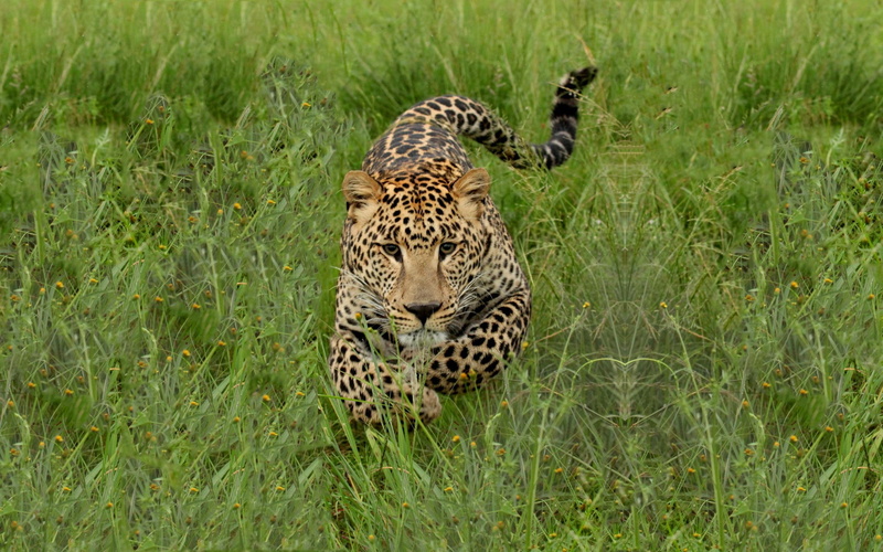 gorgeous, charging, animals, predator, big cat, wild, grass, spots, running, leopard, pretty, jaguar, fast, animal, 2K