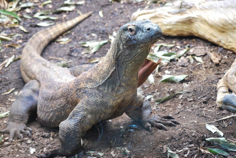 predator, wild, close-up, carnivore, ground, endemic, hunter, animal themes, monitor, animal, dragon, 4K, big, animals in the wild, day, nature, one animal