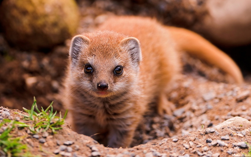 mongoose, animals, 1080P