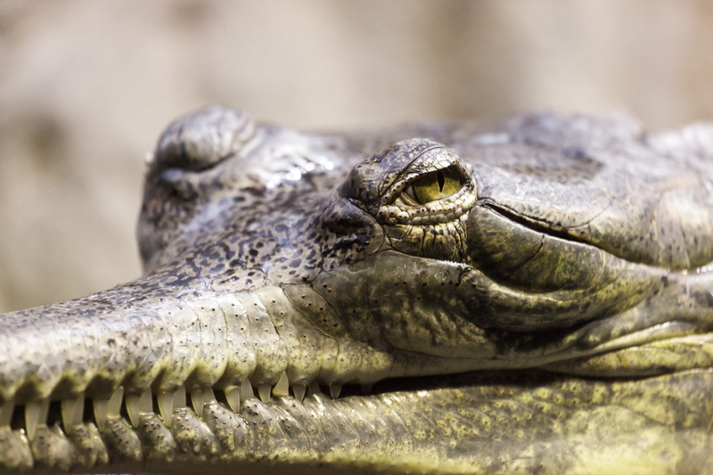 animal scale, animal head, nature, animal themes, jaws, tropical, animal wildlife, communication, closeup, dangerous, animal, 5K, animal eye, vertebrate