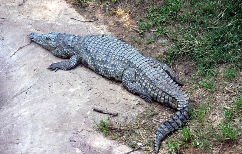 africa, animal scale, jaws, amphibian, aggressive, danger, outdoors, relaxation, predator, ecology, marsh, deadly, creature, mouth, monster, large, crocodylus