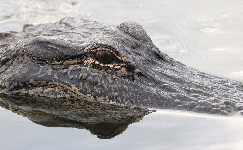 swimming, lake, outdoors, animal wildlife, reflection, nature, close-up, predator, alligator, water, animals in the wild, body, animal themes, animal, black