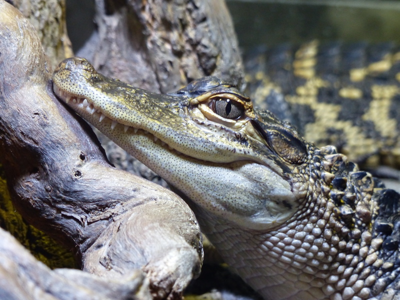 sign, animal head, swimming, wilderness, animal wildlife, 4K, animal body part, jaws, danger, dangerous, eye, predator, no people, head, teeth, skin, crocodile
