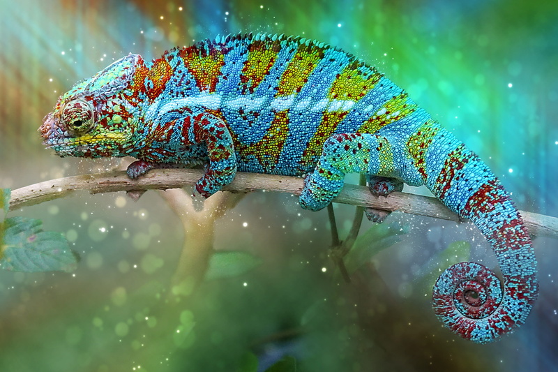 animal wildlife, branch, marine, vertebrate, lizard, reptile, fish, tropical, animal themes, schuppenkriechtier, one animal, jungle, tree, close-up, day