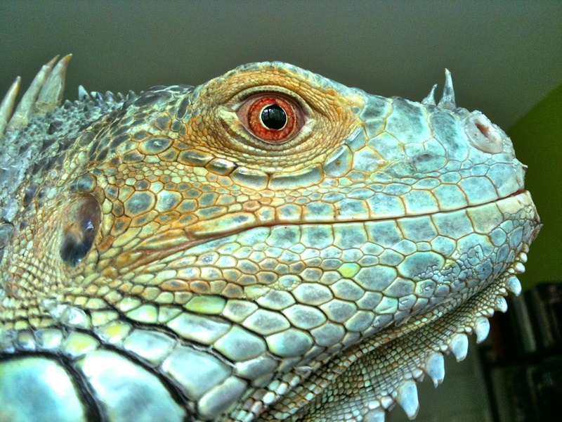 image, texture, iguana, one animal, face, nature, scaly, 1080P, animal scale, focus on foreground, outdoors, animal, head, scales, no people, scale, details