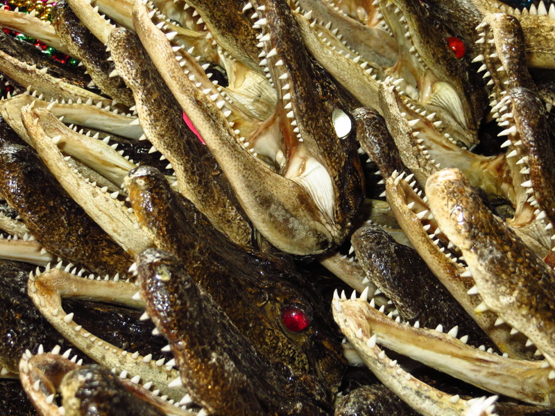 head, gator, animal, crocodile, animal themes, design, marine, nature, crab, water, group of animals, mouth, food, animal wildlife, close-up, seafood, danger