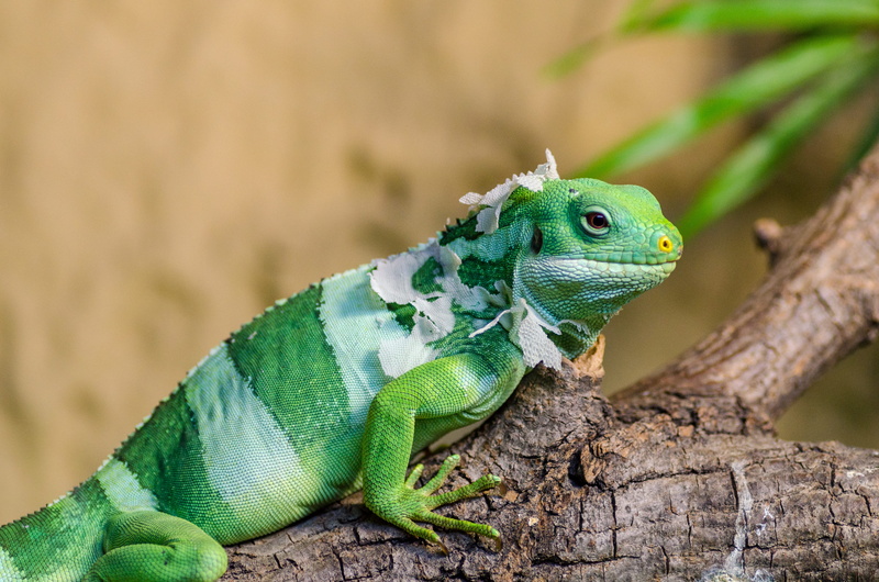 green, brown, lizard, profile view, no people, animal body part, reptile, animal, skin, wild, tail, creature, day, photo, one animal, single, animal scale