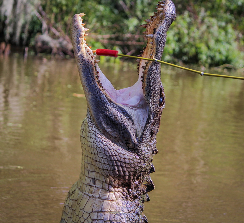 predator, alligator jumping, water, one animal, animal themes, louisiana, red, vertebrate, amphibian, river, american alligator, animal scale, close-up