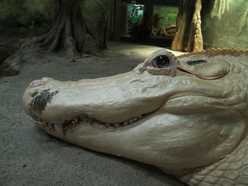 teeth, reptile, vertebrate, creature, croc, underwater, animal, day, animal themes, head, cute, animal representation, zoo, tooth, animal head, tree trunk