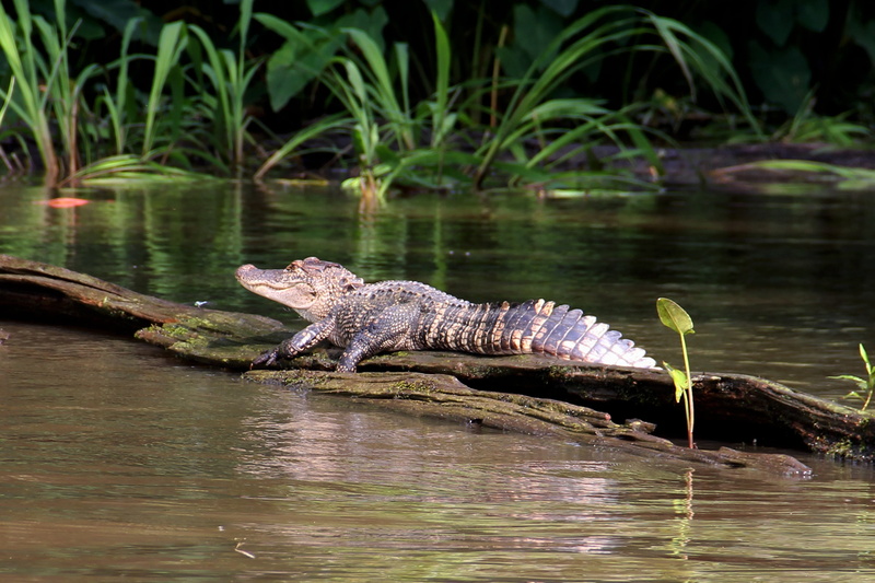 outdoors, bayou, animals in the wild, waterfront, one animal, predator, river, plant, nature, alligator, water, brown, animal wildlife, gator, animal themes