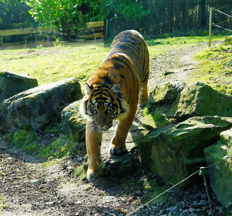 big cat, one animal, animal, cat, animal themes, dangerous, creature, mammal, feline, Predator, zoo, day, animals in the wild, Sumatran Tiger, animal world