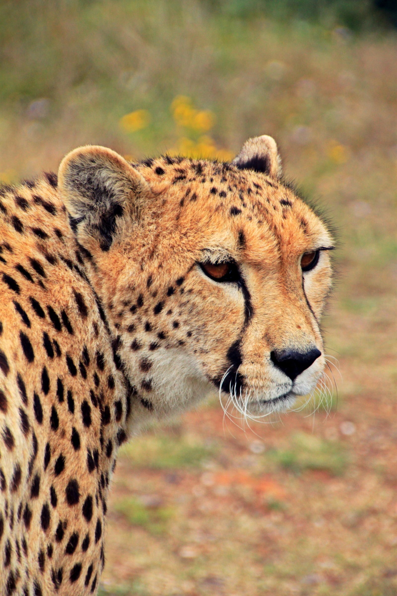 big cat, africa, spotted, leopard, one animal, animals hunting, cheetah, animal body part, wilderness, animal, outdoors, vertebrate, animal wildlife, animal head