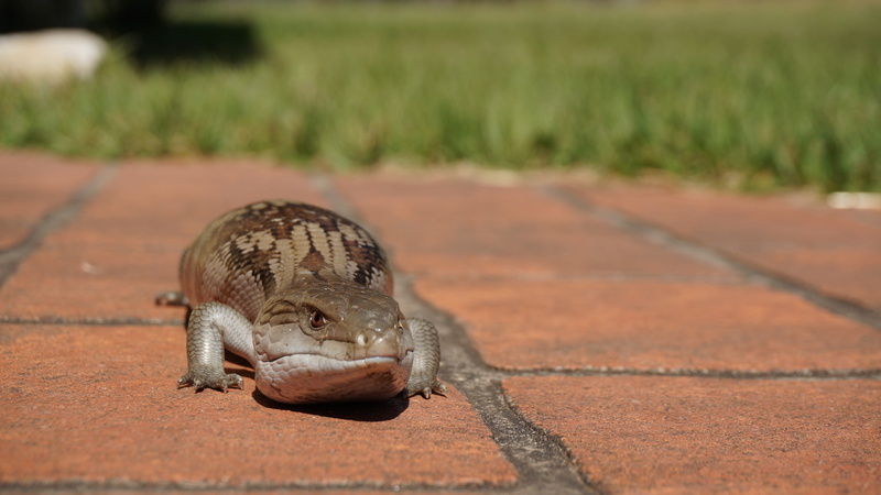 wildlife, footpath, Reptile, full length, outdoors, wild, wilderness, sunlight, selective focus, animals in the wild, focus on foreground, Blue Tongue