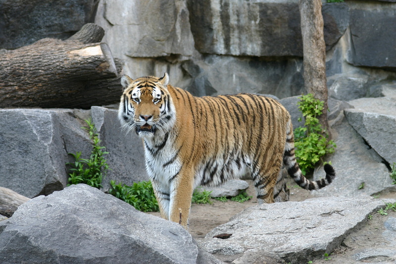 tiger, animal themes, vertebrate, mammal, rock, feline, carnivora, zoo, one animal, sumatran tiger, animals in captivity, big cat, predator, animals in the wild