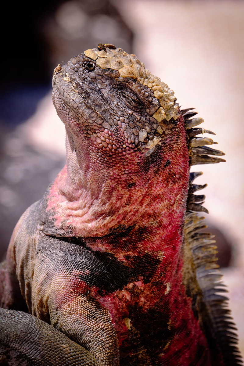 outdoors, lizard, focus, creature, eye, reptile, 5K, wild, animal head, skin, spikes, day, exotic, male animal, photograph, face, animal eye, no people