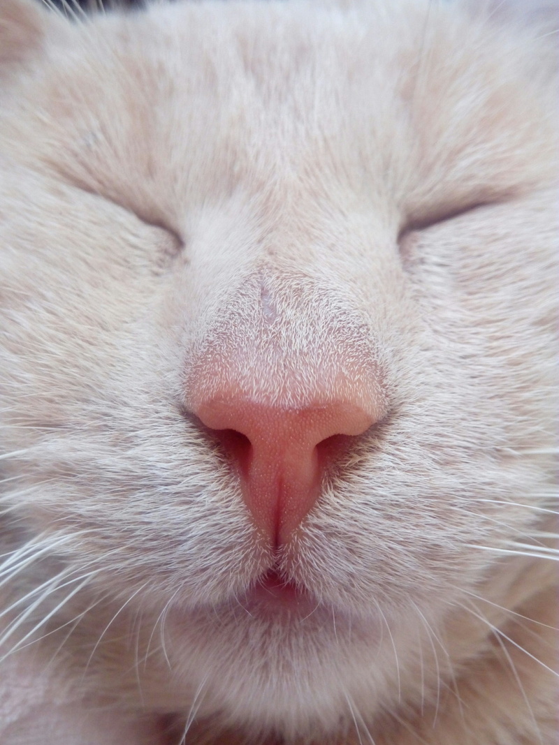 relaxation, animal mouth, pet, no people, lion, snout, animal themes, head, feline, pets, 2K, creature, adorable, face, cat, mammal, one animal, animal nose