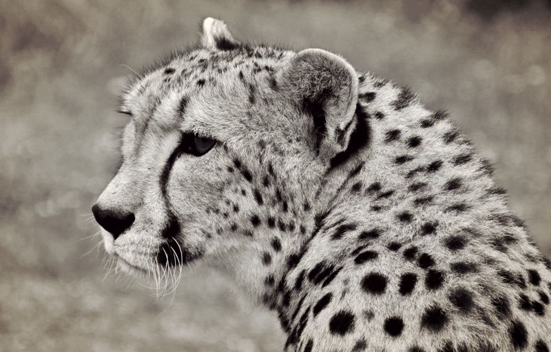 adventure, one animal, focus on foreground, black and white, whisker, africa, spotted, head drawing, safari animals, mammal, close-up, animal body part