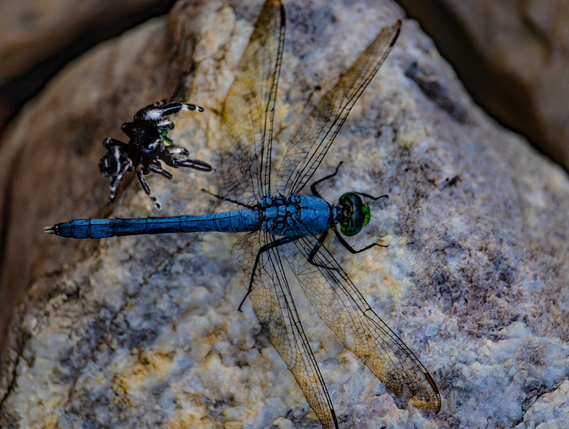 nature, jumper, invertebrate, animal themes, animal wildlife, rock, focus on foreground, bold jumping spider, close-up, creature, one animal, no people