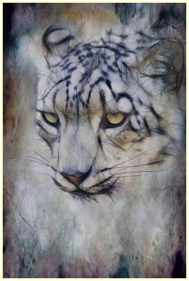 auto post production filter, head, big cat, digital creation, feline, animals in the wild, tiger, animal body part, vertebrate, hunter, portrait, close-up