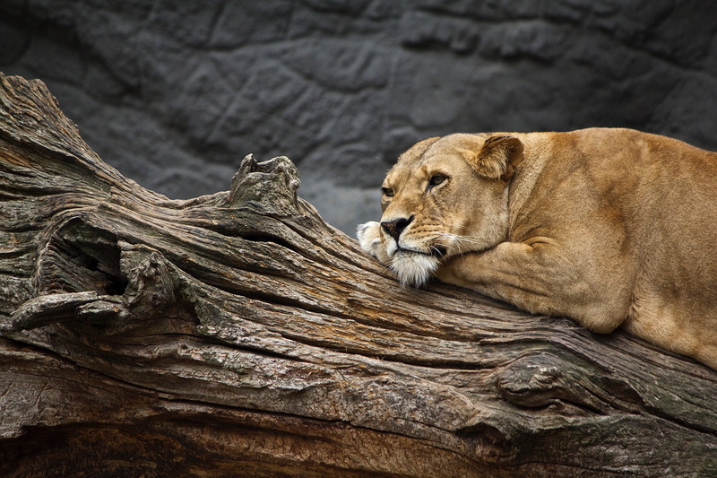 day, tree, big cat, animal, daytime, whisker, chill out, 5K, relax, lion - feline, watch, carnivores, feline, cat, animal wildlife, no people, relaxation