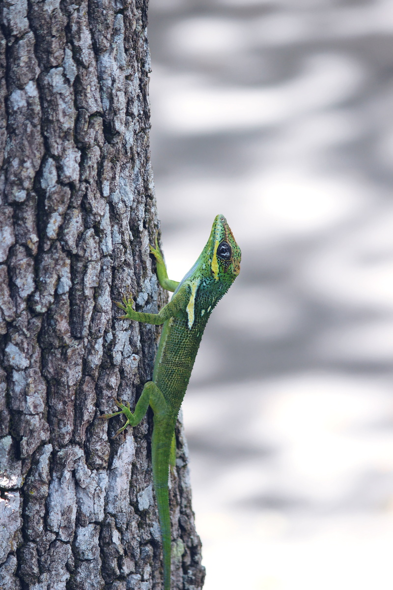 animal head, animal scale, 5K, jungle, one animal, vertebrate, ecology, outdoors, nature, trunk, carnivore, adorable, iguana, focus on foreground, animal