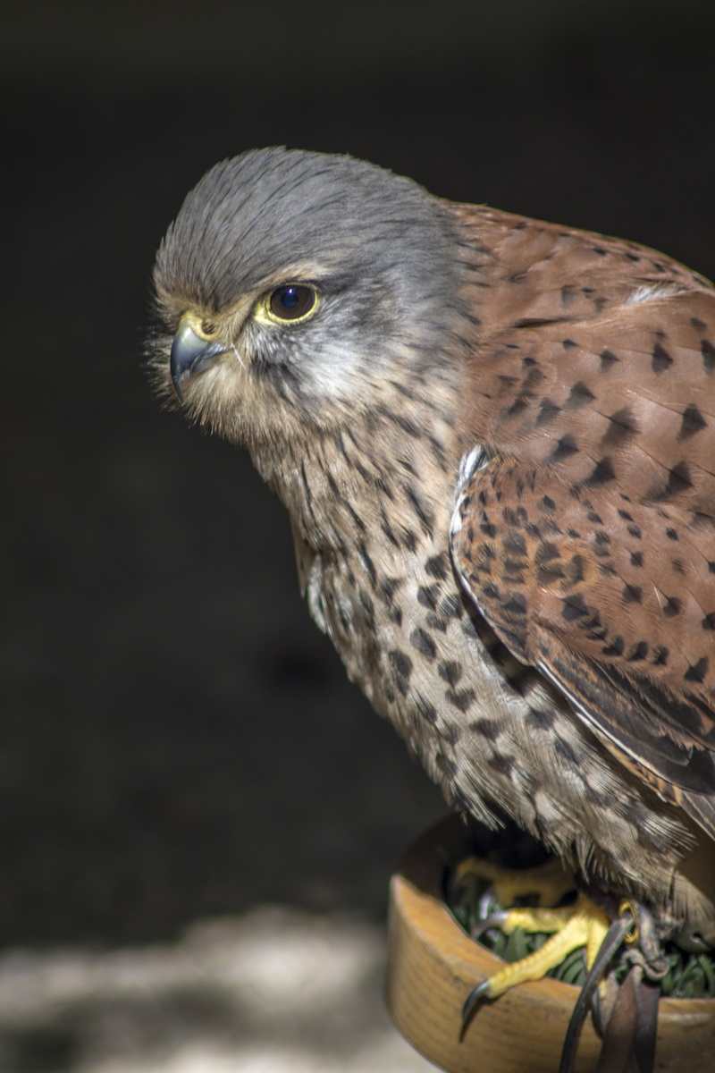 common, 5K, focus on foreground, close-up, animal wildlife, black background, feather, falconry, nature, Predator, animal eye, looking, eagle, one animal