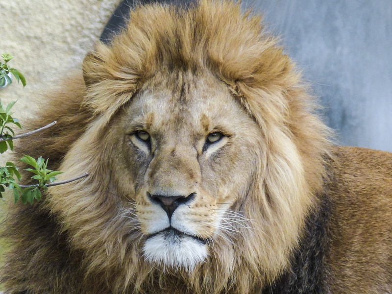 carnivora, creature, animal wildlife, majestic, dangerous, predator, animal head, focus, big cat, 4K, vertebrate, wild, leader, wildlife, one animal, close-up