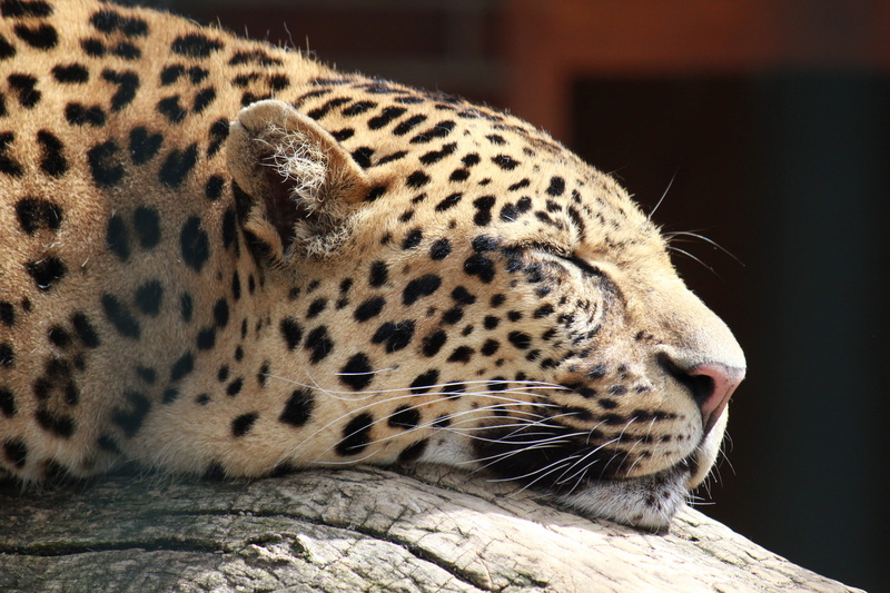 animal, spotted, wild animal, animal head, focus on foreground, whisker, animal markings, animal world, animal wildlife, vertebrate, animal body part, carnivora
