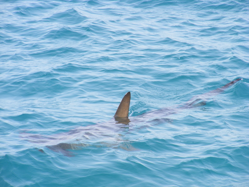shark, sea life, Shark, underwater, Fin, Ocean, animals in the wild, body, creature, fin, dolphin, wildlife, marine, blue, one animal, day, animal fin