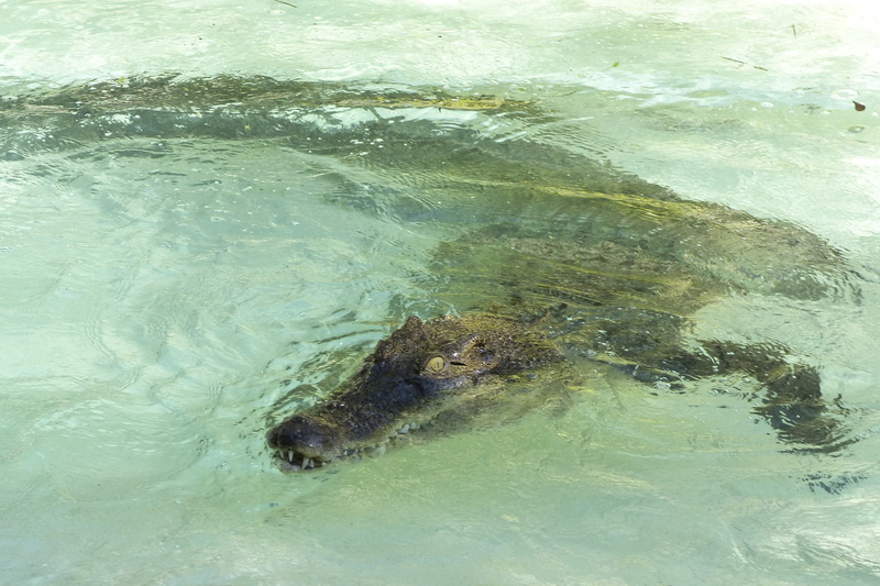 wildlife, swamp, head, leather, swimming, animals in the wild, hunter, tropical, scary, nature, wild, marine, predator, animal themes, crocodile, crocodylus