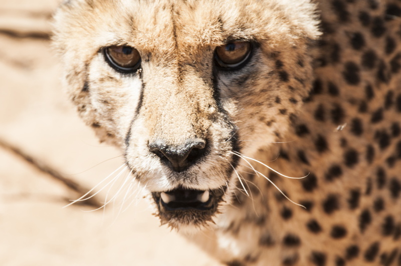animal, view, one animal, vertebrate, dangerous, carnivora, animal wildlife, undomesticated Cat, predator, no people, whisker, carnivores, namibia, safari