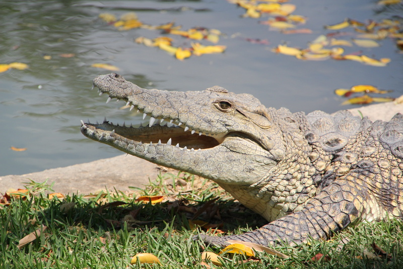 danger, scale, day, tropical, eye, mouth open, green, teeth, one animal, animal wildlife, nature, alligator, reptile, water, animal themes, vertebrate