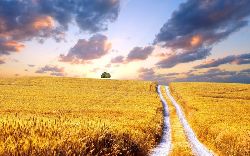 1080P, Wheat, Harvest