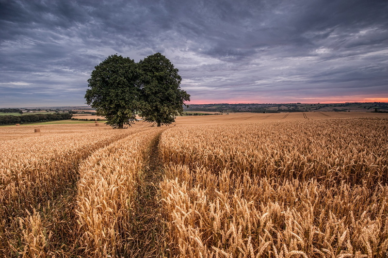 farm, trees, wheat, 1080P, field, landscape