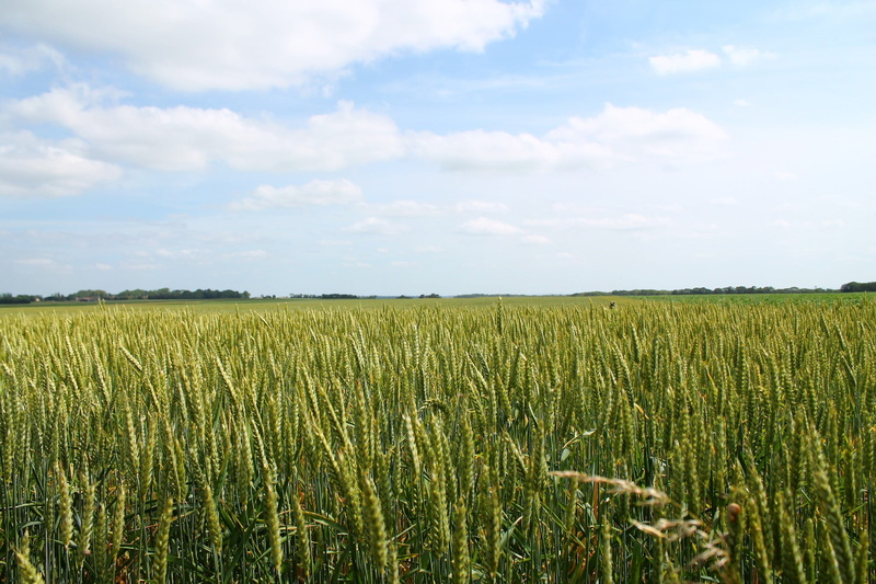 1080P, cereal plant, landscape, green color, outdoors, land, environment, no people, abstract, tranquil scene, agriculture, painting, green, field, sky