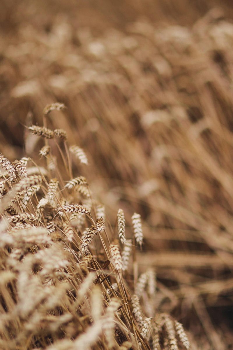 vulnerability, nature, growth, gold, 2K, pattern, full frame, cereal Plant, Golden grain, land, dry, autumn, brown, outdoors, field, beauty in nature