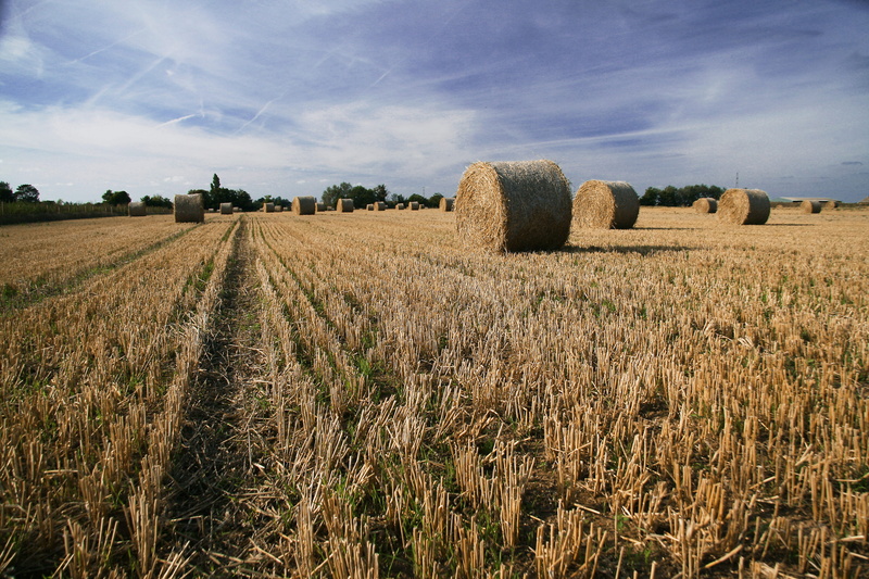 hay, photo, tranquility, bale, 4K, beauty in nature, non-Urban Scene, summer, scenics, cloud - sky, rolled Up, gold Colored, cereal Plant, crop, image