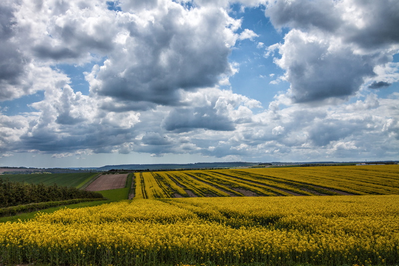 blue, green Color, land, plant, farm, meadow, 4K, agriculture, growth, rural Scene, crop, sky, environment, yellow, tranquil scene, summer, cloud - Sky