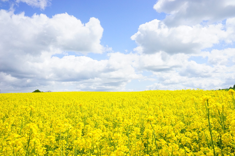 landscape, oilseed Rape, field, yellow, flowering plant, cloud - Sky, plantation, sky, farm, cruciferous plant, nature, rape blossoms, lewat, 5K, growth