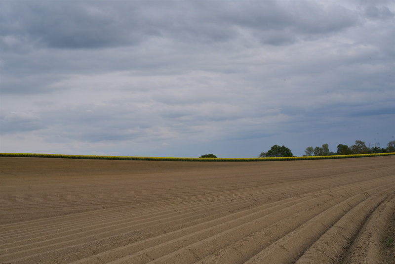 crop production, agro photo, land, field, loosening up, farmer, field economics, cloud - sky, tranquility, asparagus cultivation, horizon over land, agricultural