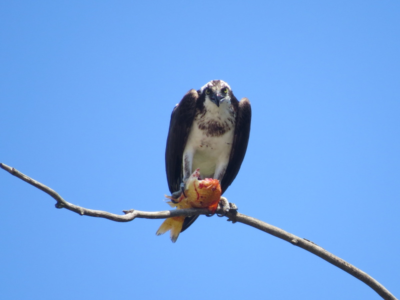 carnivore, environment, day, one animal, blue, ornithology, no people, migratory, predator, 4K, beak, parrot, ecological, dive, clear sky, Osprey, talon