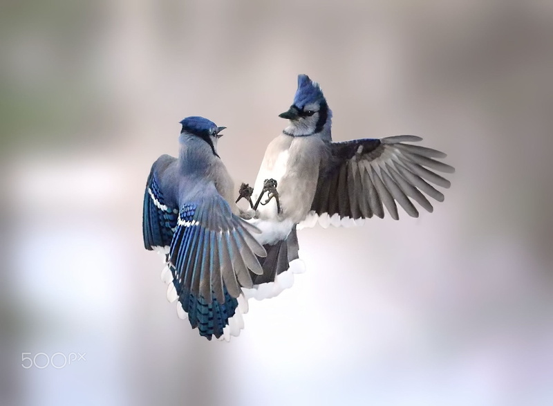 animal, mid-air, animals, group of animals, animal themes, vertebrate, flying, animals in the wild, blue jays, flapping, bird, 1080P, nature, two animals